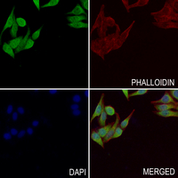 3 - Anti-ATG4D Antibody AP60872