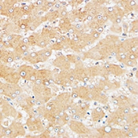 19 - Anti-ATG4D Antibody AP60872
