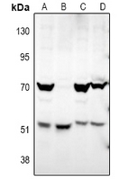 1 - Anti-ATG4D Antibody AP60872