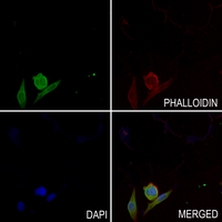 3 - Anti-IRS2 Antibody AP60877