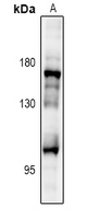 1 - Anti-IRS2 Antibody AP60877