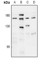 1 - Anti-Thrombospondin 1 Antibody AP60879