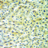 19 - Anti-AVP Antibody AP60880