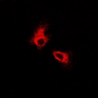 3 - Anti-FOXO3 Antibody AP60881