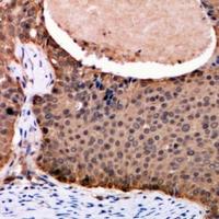 19 - Anti-FOXO3 Antibody AP60881