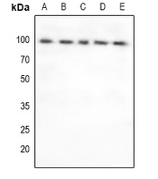 1 - Anti-FOXO3 Antibody AP60881