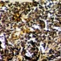 19 - Anti-RPS15 Antibody AP60882