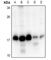 1 - Anti-RPS15 Antibody AP60882