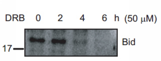1 - Anti-BID p11 Antibody AP60883