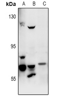 1 - Anti-FASTKD3 Antibody AP60885