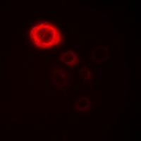 3 - Anti-SFXN4 Antibody AP60886