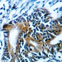 19 - Anti-SFXN4 Antibody AP60886
