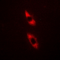 3 - Anti-TRIM59 Antibody AP60887