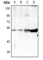 1 - Anti-TRIM59 Antibody AP60887