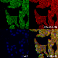 3 - Anti-MIC1 Antibody AP60888