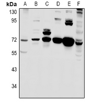 1 - Anti-MIC1 Antibody AP60888