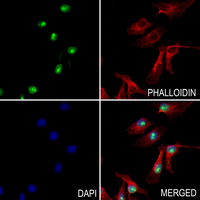 3 - Anti-CLK4 Antibody AP60889