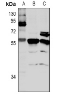 1 - Anti-CLK4 Antibody AP60889