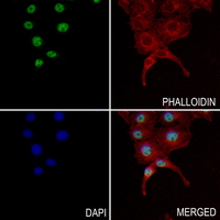 3 - Anti-ZNF287 Antibody AP60890