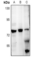 1 - Anti-ZNF287 Antibody AP60890