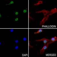 3 - Anti-BCAS3 Antibody AP60893