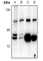 1 - Anti-BCAS3 Antibody AP60893