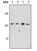 1 - Anti-KSR2 Antibody AP60895