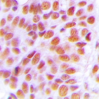 19 - Anti-NOL10 Antibody AP60896