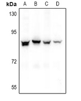 1 - Anti-NOL10 Antibody AP60896