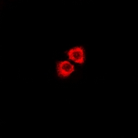3 - Anti-GPR115 Antibody AP60898