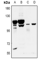 1 - Anti-GPR115 Antibody AP60898