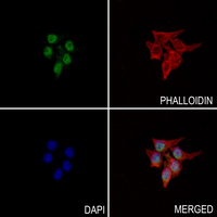 3 - Anti-Pinin Antibody AP60899