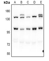 1 - Anti-Pinin Antibody AP60899