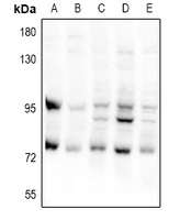 1 - Anti-CEP95 Antibody AP60901