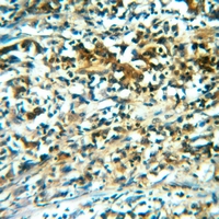 19 - Anti-CNGA1 Antibody AP60902