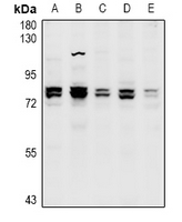 1 - Anti-CNGA1 Antibody AP60902