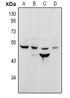 1 - Anti-NuSAP Antibody AP60903