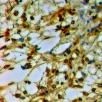 19 - Anti-Caveolin 2 Antibody AP60904