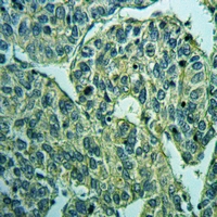 19 - Anti-Kv7.5 Antibody AP60906