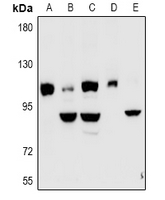 1 - Anti-Kv7.5 Antibody AP60906