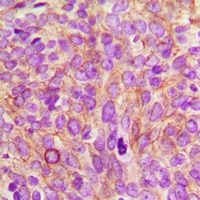 19 - Anti-CEP55 Antibody AP60907