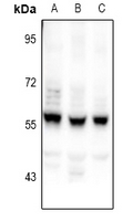 1 - Anti-CEP55 Antibody AP60907