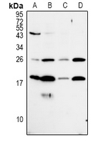 1 - Anti-MRPL50 Antibody AP60913
