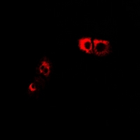 3 - Anti-GPR66 Antibody AP60914