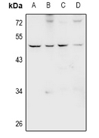 1 - Anti-GPR66 Antibody AP60914