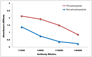 10 - Anti-MNK2 (Phospho-T249) Antibody AP60915