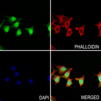 3 - Anti-MNK2 (Phospho-T249) Antibody AP60915