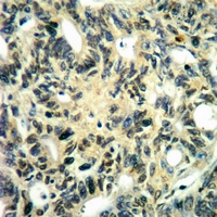 19 - Anti-MNK2 (Phospho-T249) Antibody AP60915