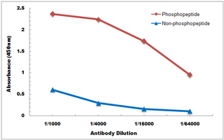 10 - Anti-LAT (Phospho-Y161) Antibody AP60916