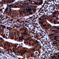 19 - Anti-iNOS (Phospho-Y151) Antibody AP60917